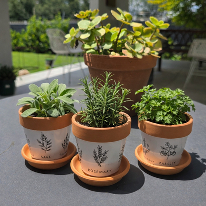 Terracotta Herb Planter Set with illustrations - Set of 3